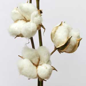 Cotton boll image