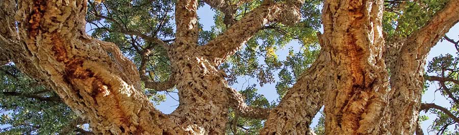 Cork tree