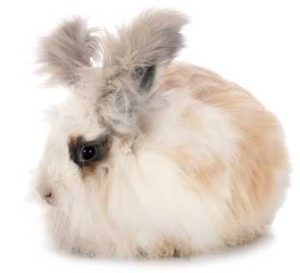 image of an angora rabbit