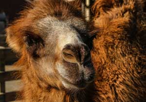 two-humped Bactrian camels