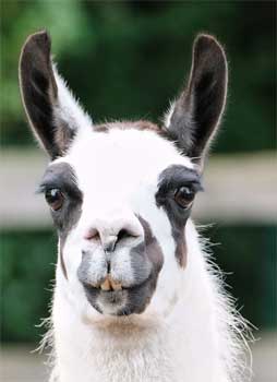 Llama