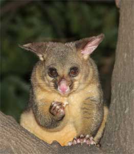 Brushtail possum