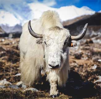 Himalayan Yak