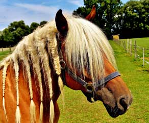 Tutorial: Adding Horsehair Braid to a Train!  Horse hair braiding, Diy  circle skirt, Horse hair