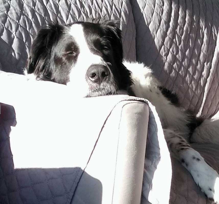 Abby on the quilted couch cover