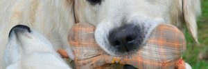 Dog with stuffed fabric bone