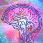 Picture of a brain